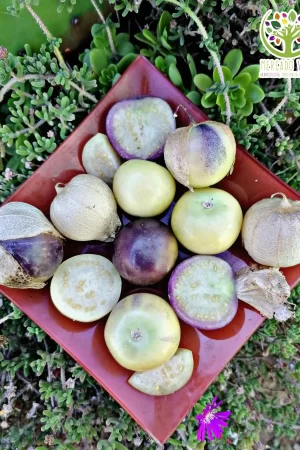 Tomatillo Variedades