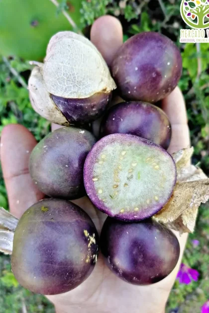 Tomatillo Violeta
