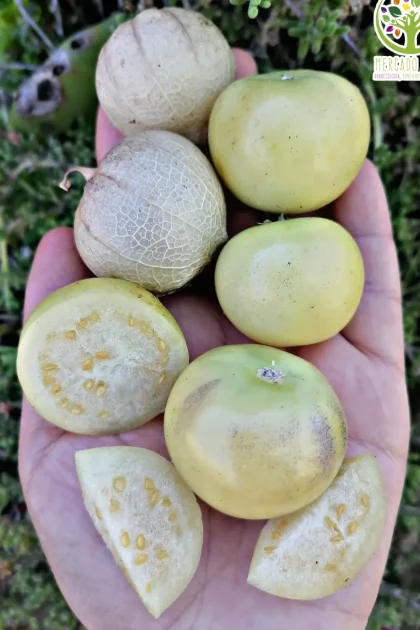 Tomatillo Blanco