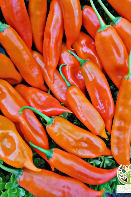 Ají amarillo Peruano