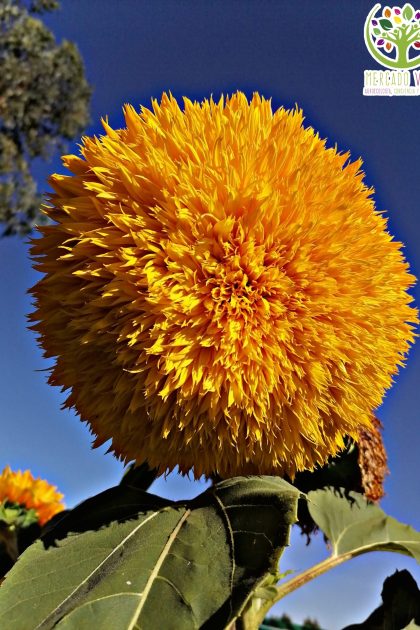 Girasol Oso de Peluche