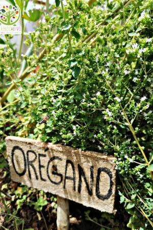 Semillas de Orégano