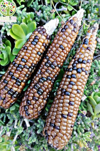 Maíz Avellana