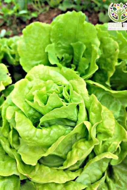 Lechuga Buttercrunch