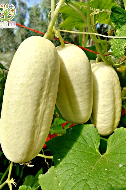 Pepino Blanco White Wonder
