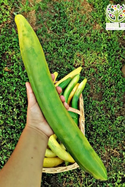 Pepino Alaska