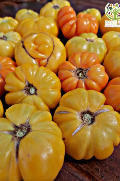 Tomate Yellow Ruffled