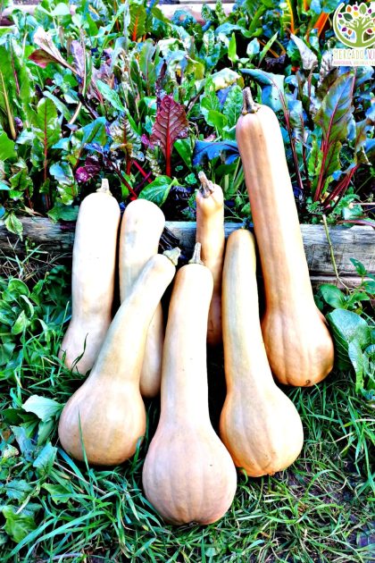 Calabaza Melón Tahitiano