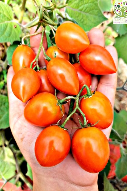 Tomate Sweet Candy