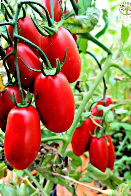 Tomate Siberiano