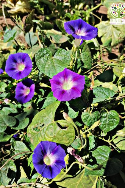 Suspiro colores variados