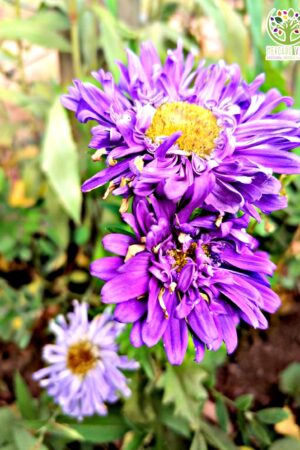 Reina Luisa morada y rosada