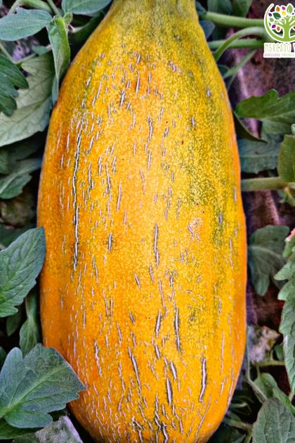Melón Quique