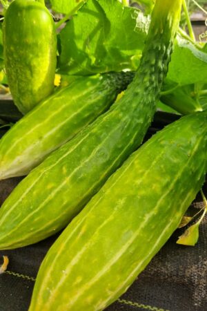Pepino 8 líneas