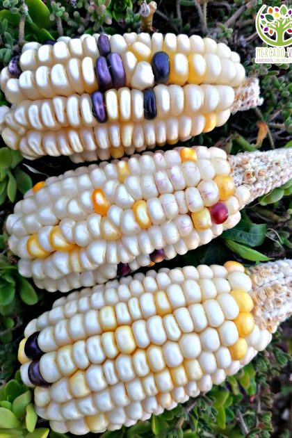 Maíz Capio Bicolor