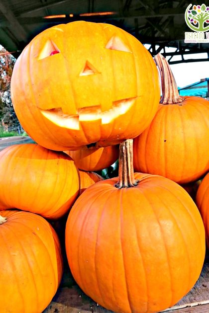 Calabaza Halloween