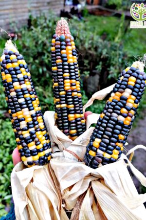 Maíz tricolor