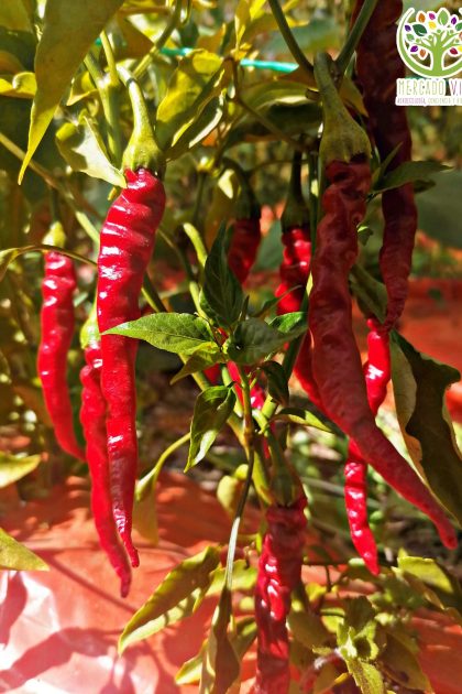 Pimiento de Cayena / Ají Cayena