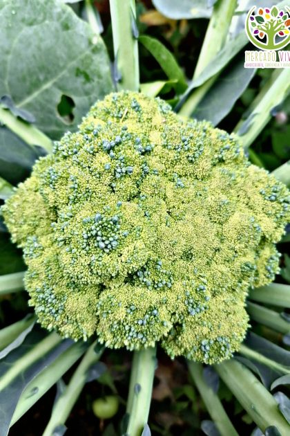 Coliflor verde de Macerata
