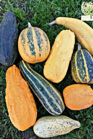 Zapallo Italiano variedades