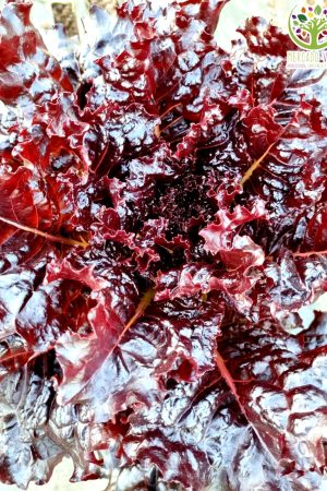 Lechuga Negra antigua FP