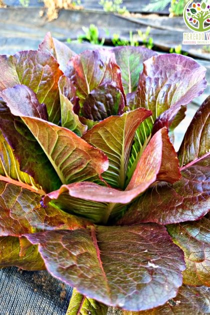 Lechuga Costina roja