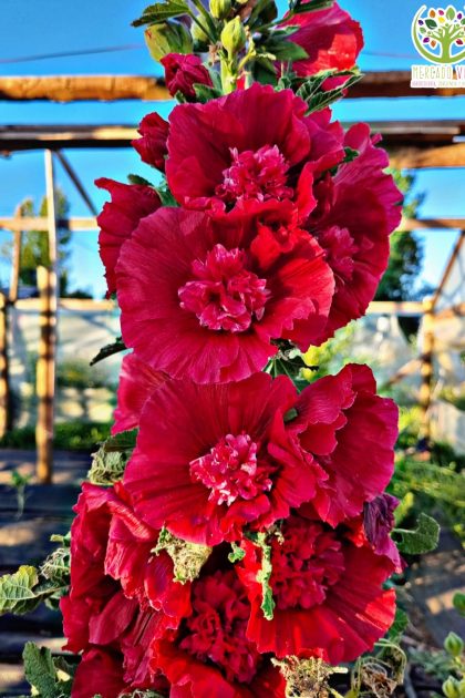 Malva roja doble FP