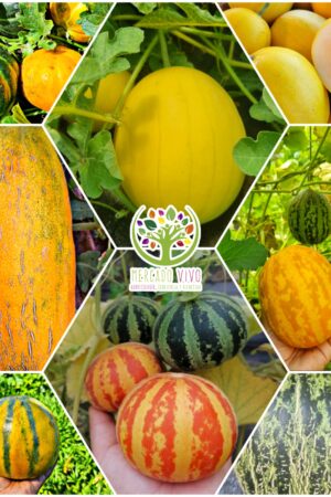 Melón variedades