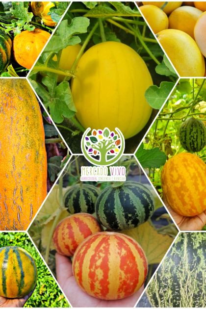 Melón variedades