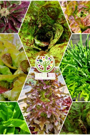 Lechuga Variedades