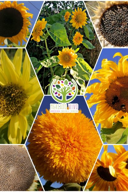 Girasol Variedades