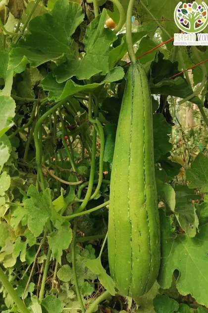 Luffa