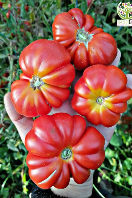 Tomate Moño de Vieja