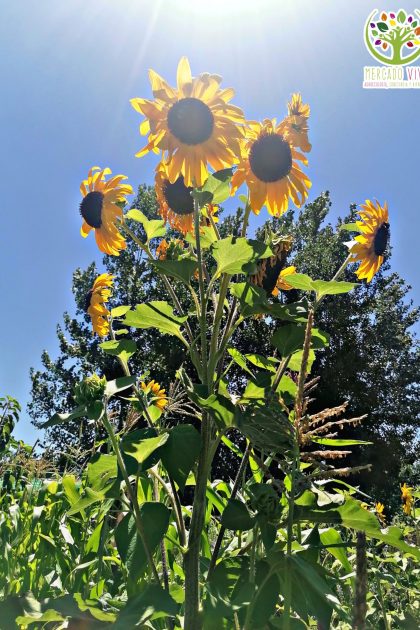Girasol Gigante multiflor