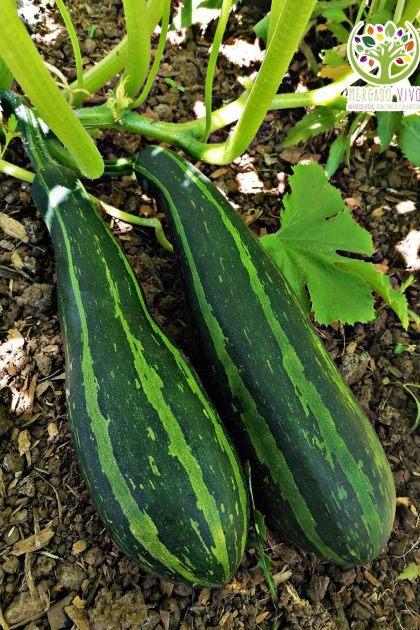 Cocozelle Zucchini