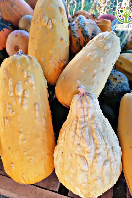 Zapallo Italiano amarillo verruguito mix
