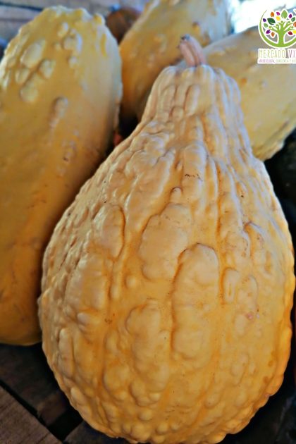Zapallo Italiano amarillo Pera rugosa