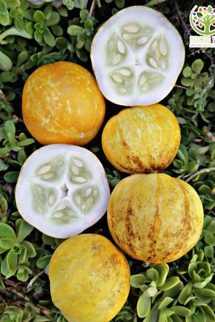 Pepino Limón