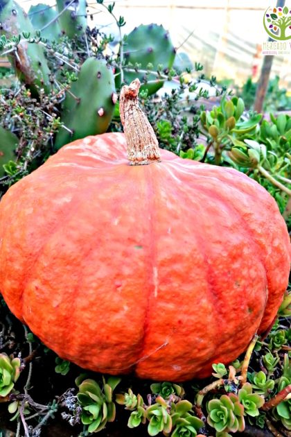 Zapallo Rouge Vif D´Etampes