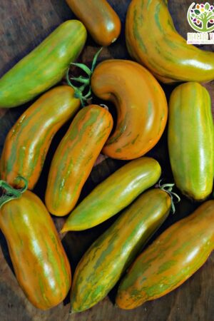 Tomate Green Sausage