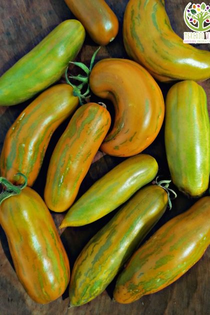 Tomate Green Sausage
