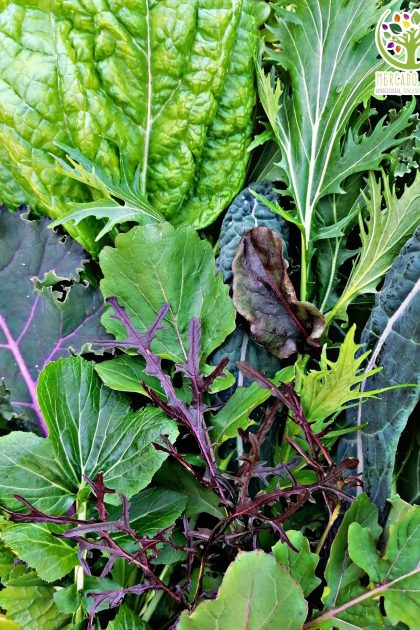 Hojas para ensalada mix