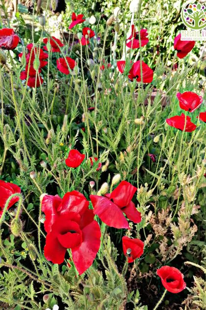 Amapola roja simple