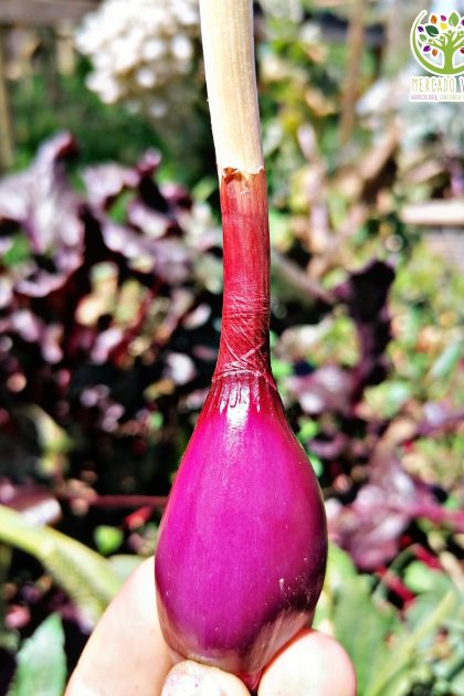 Cebolla Rossa Lunga di Firenze