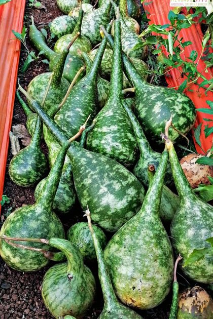 Calabaza cuello alto