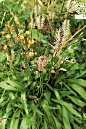 Semillas de Siete venas / Llantén menor