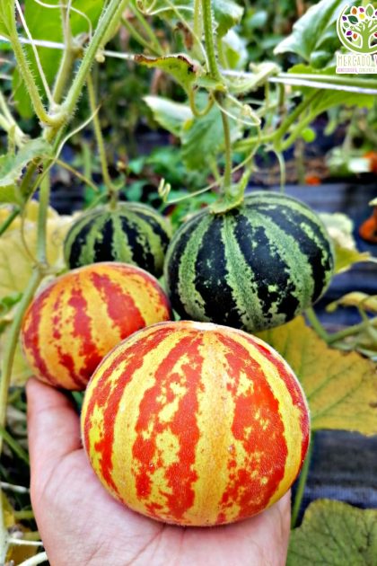 Melón Tigre