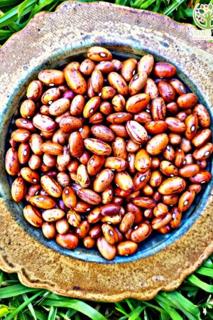 Poroto Borlotto o Araucano