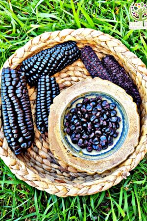 Maíz Morado