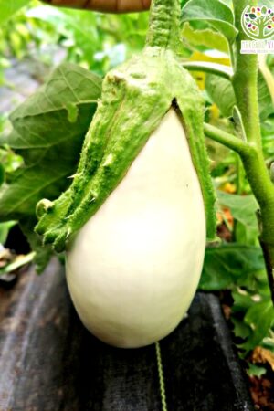 Berenjena Blanca ovalada